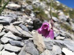 Image of Allium narcissiflorum Vill.