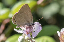 Image of Spanish Purple Hairstreak