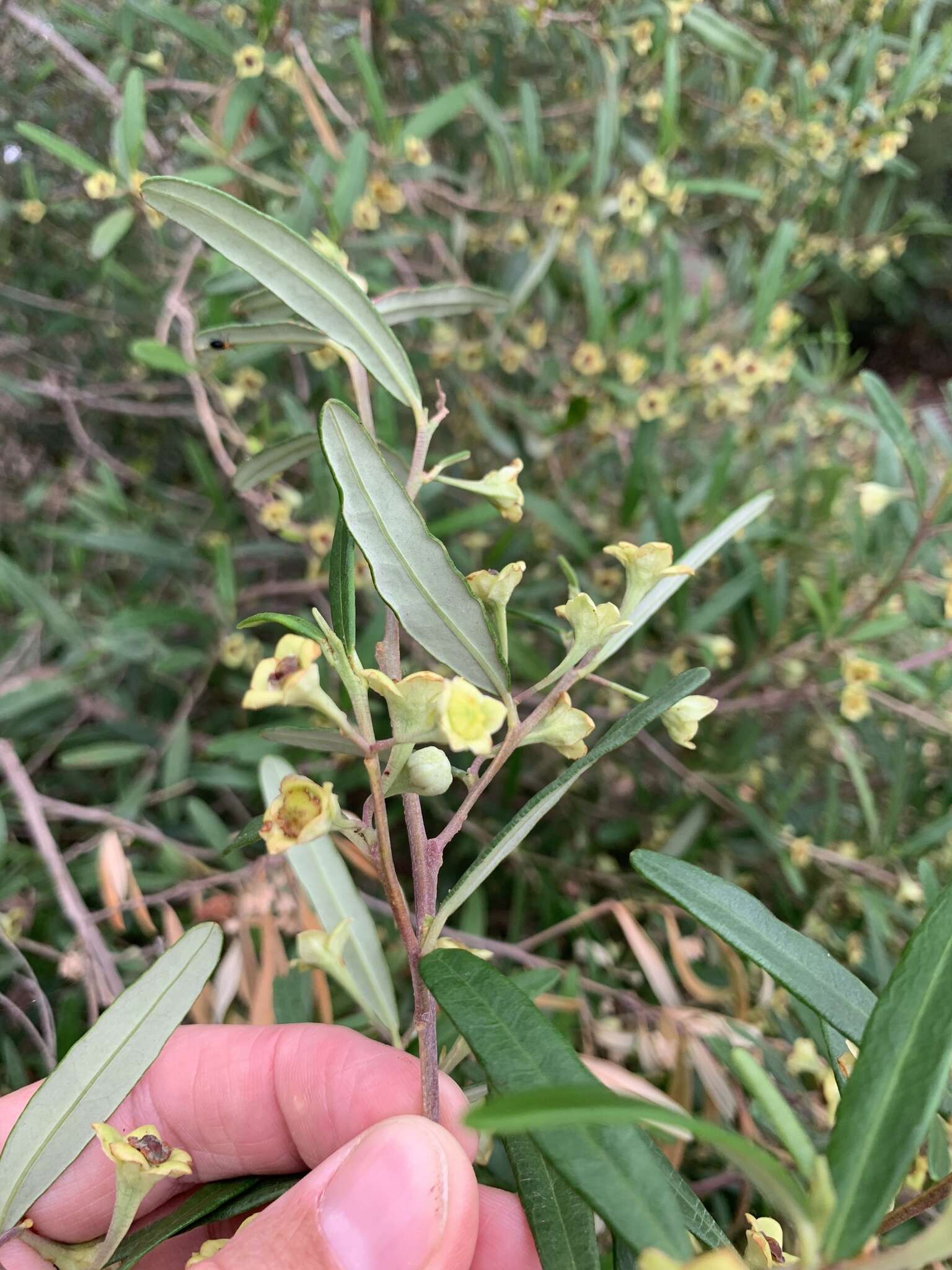 Sivun Beyeria lasiocarpa (F. Muell.) Müll. Arg. kuva