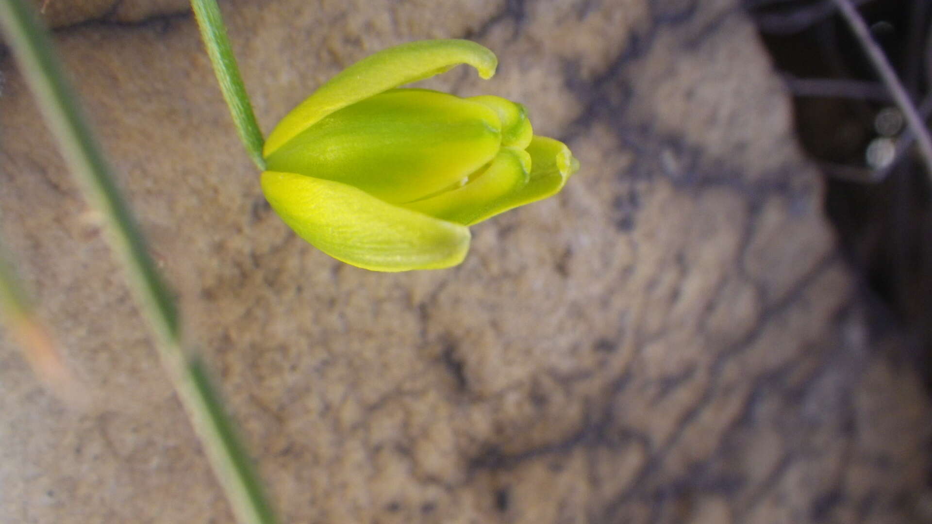 Image of Albuca shawii Baker