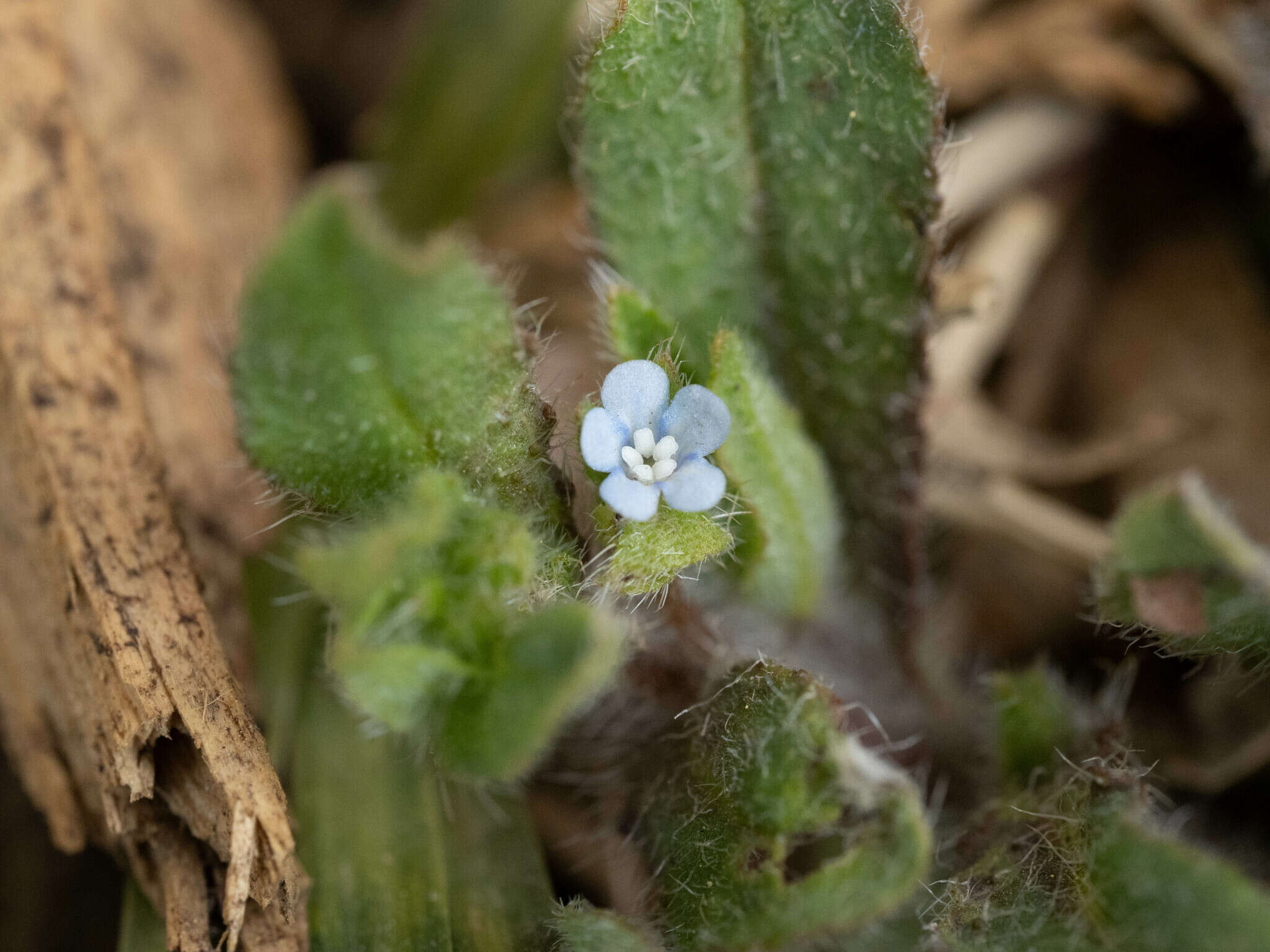 Plancia ëd Thyrocarpus glochidiatus Maxim.