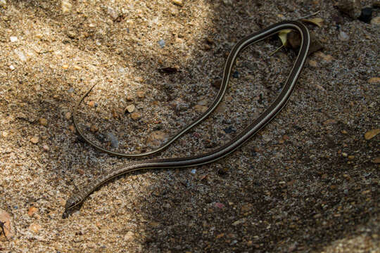 Image of Stripe-bellied Sand Snake