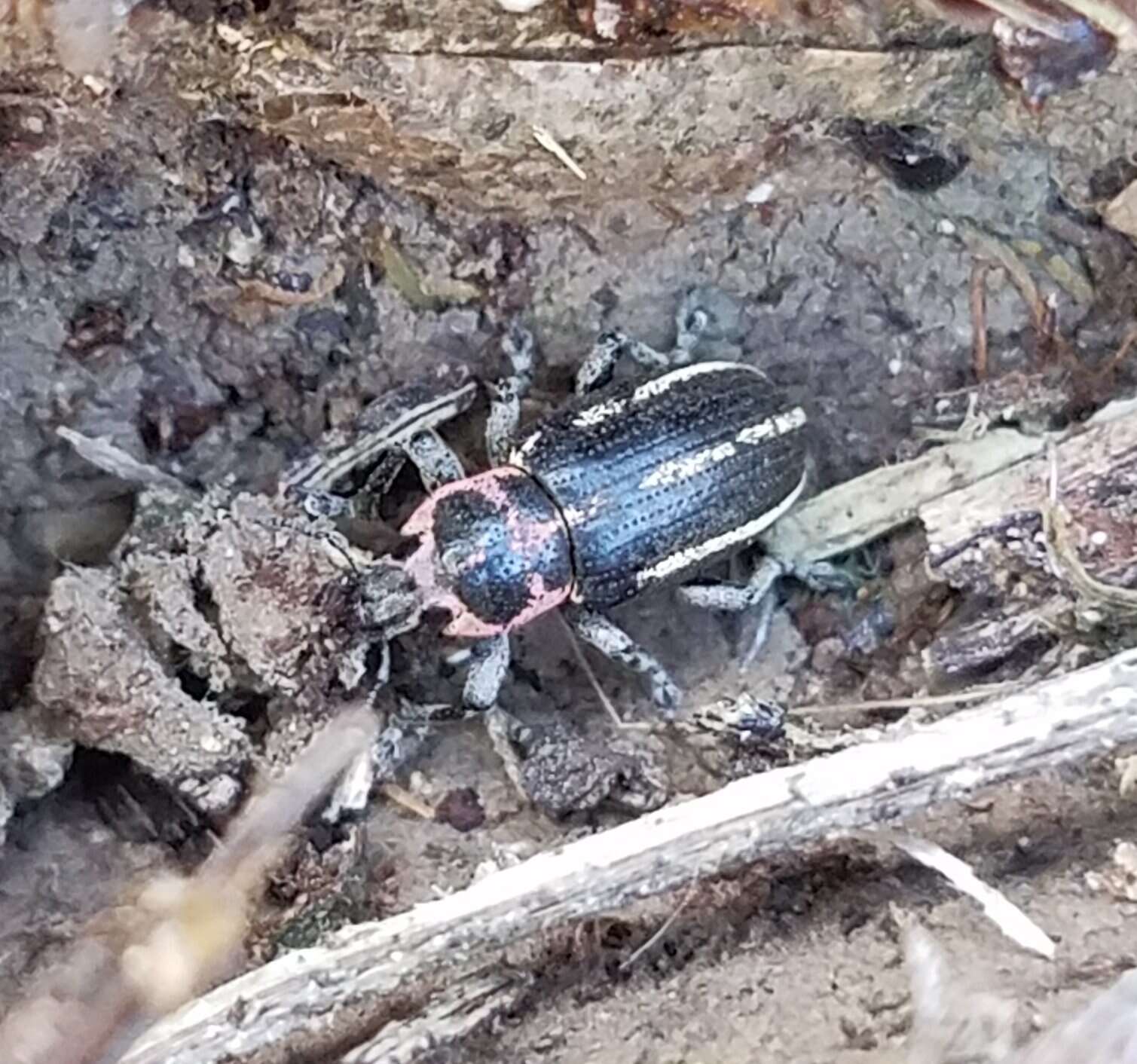 Image of Eudiagogus maryae Warner 1979