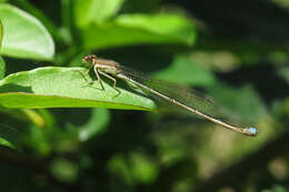 Image of Argentagrion ambiguum (Ris 1904)