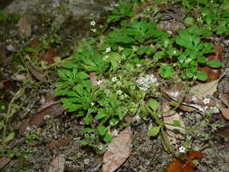 Image of Sedum fragrans H. 't Hart