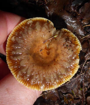 Image of Russula acrolamellata McNabb 1973