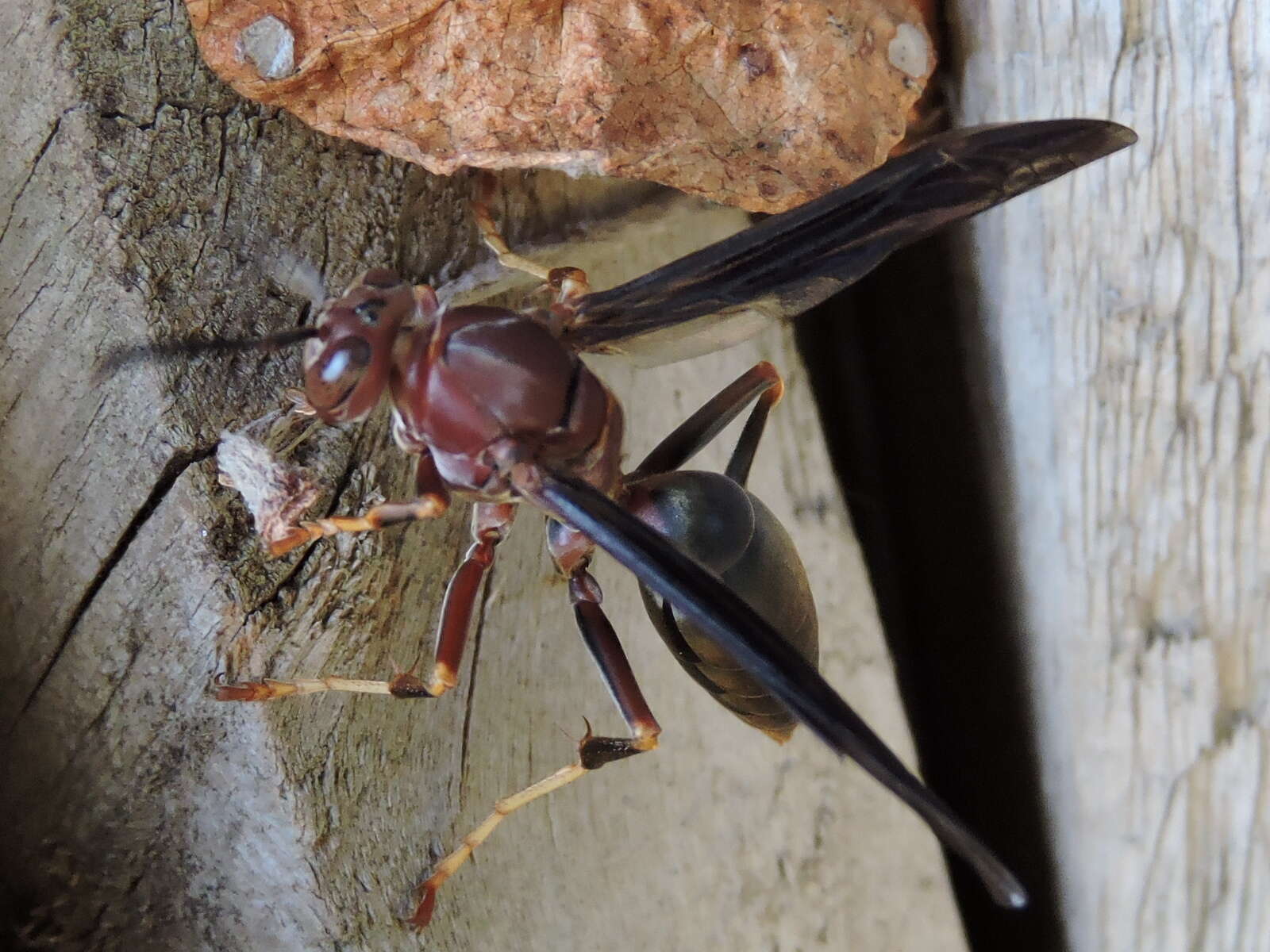 Image of Polistes metricus Say 1831