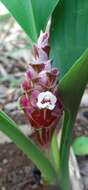 Image de Curcuma rhabdota Sirirugsa & M. F. Newman