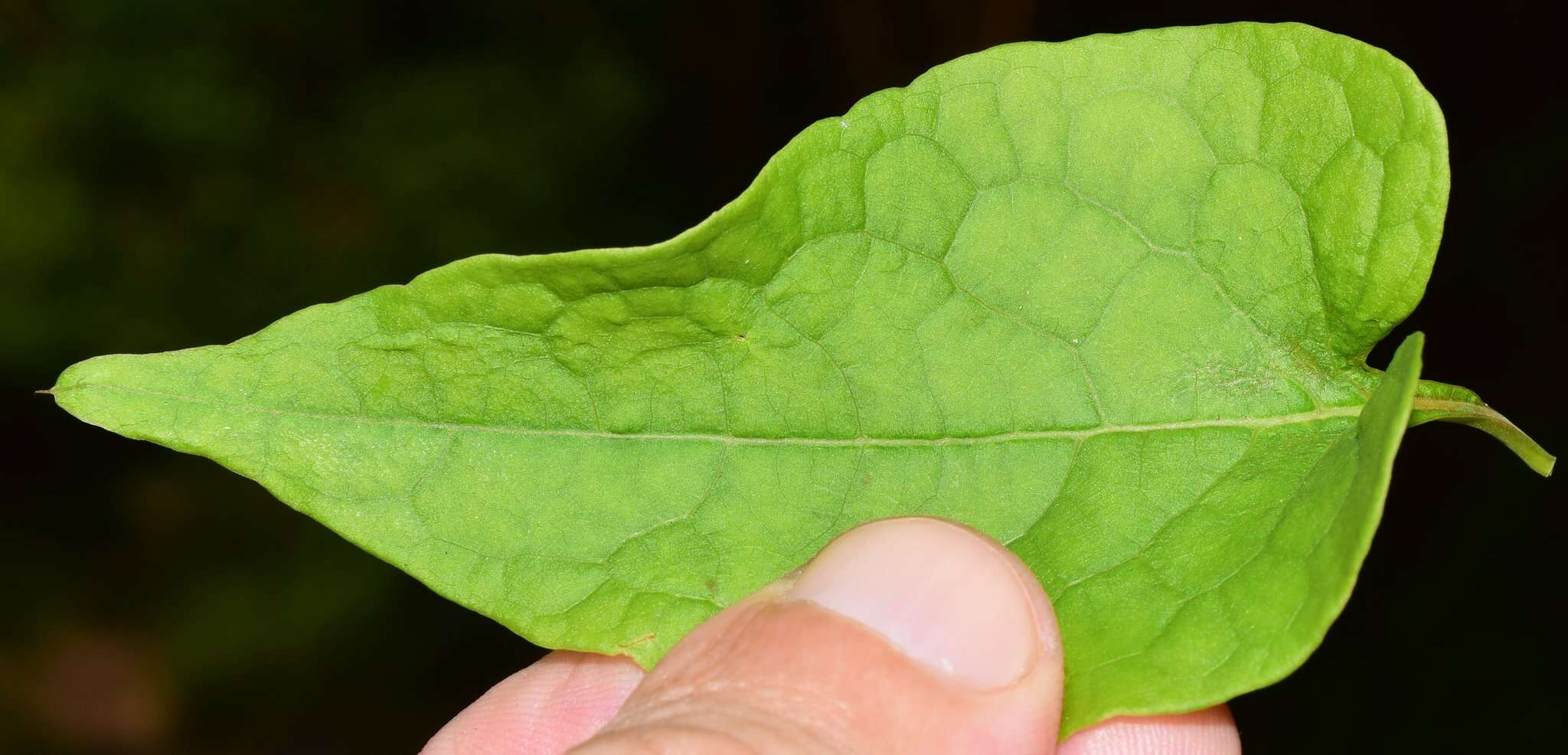 Image of Antigonon flavescens S. Wats.