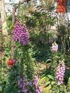 Imagem de Digitalis purpurea subsp. purpurea