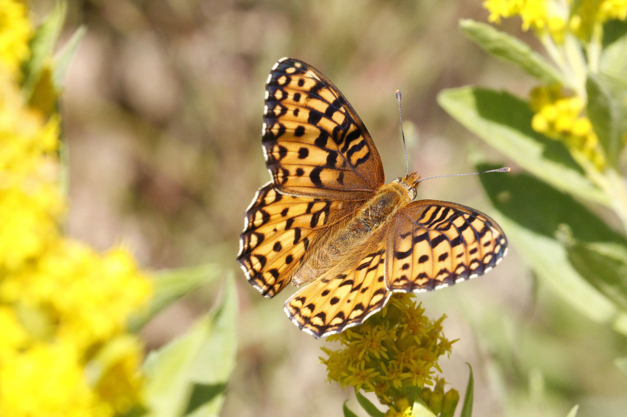 Image of <i>Speyeria hesperis irene</i>