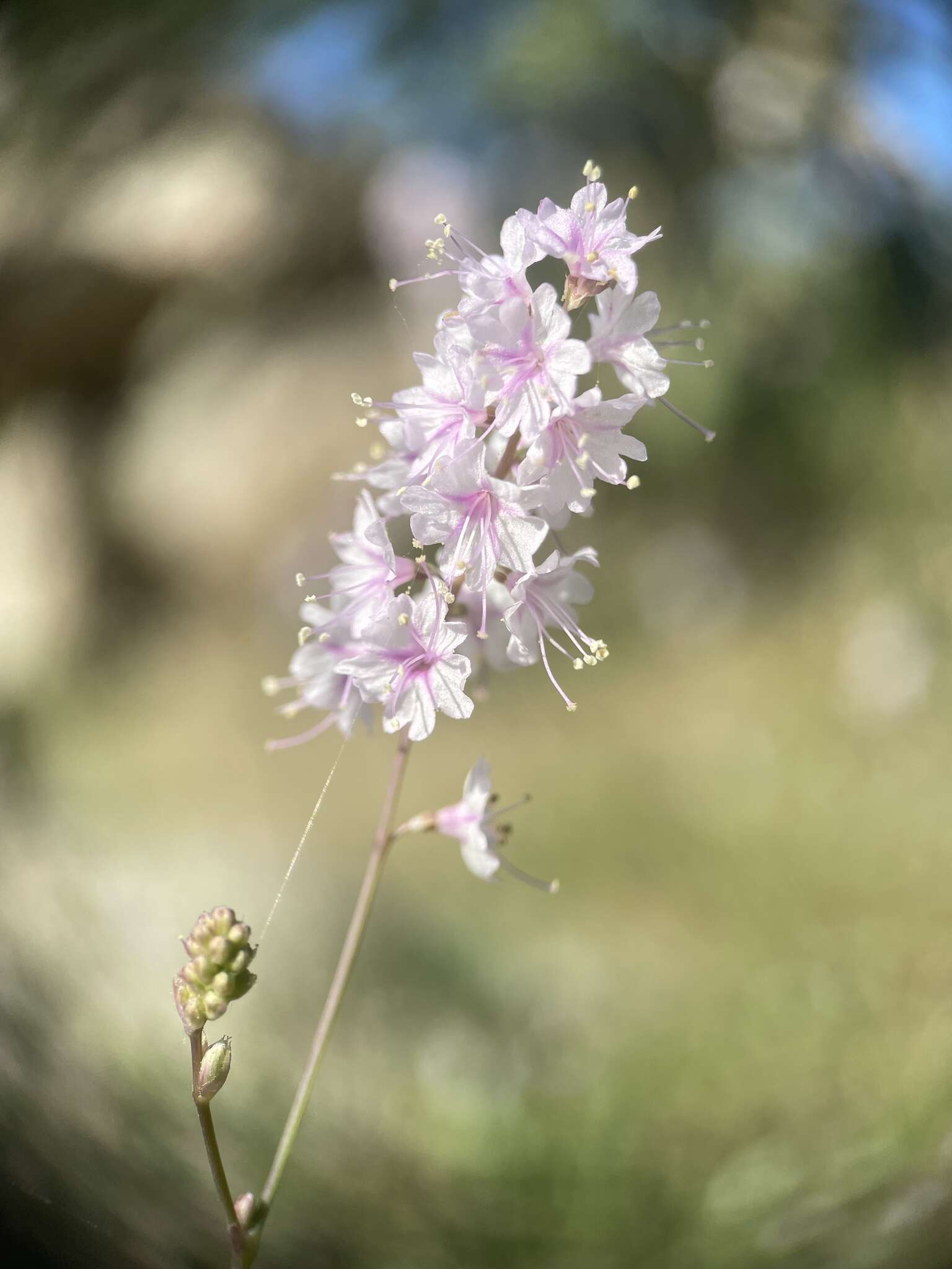 Image de Boerhavia xanti S. Watson