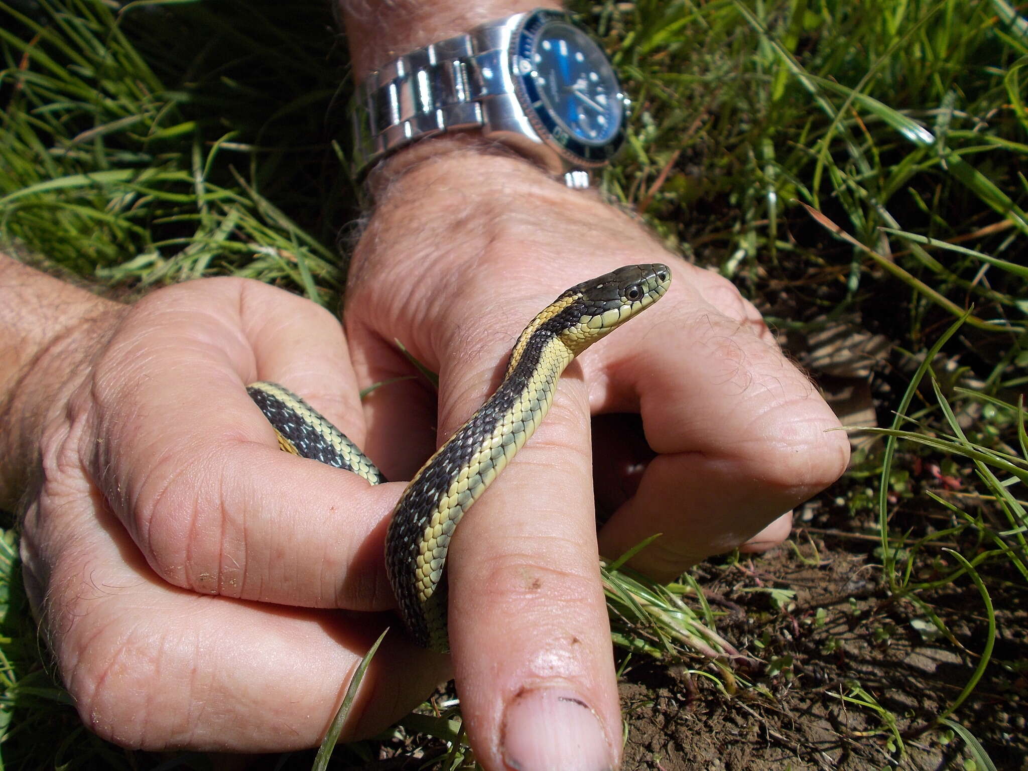 Image of Thamnophis atratus zaxanthus Boundy 1999