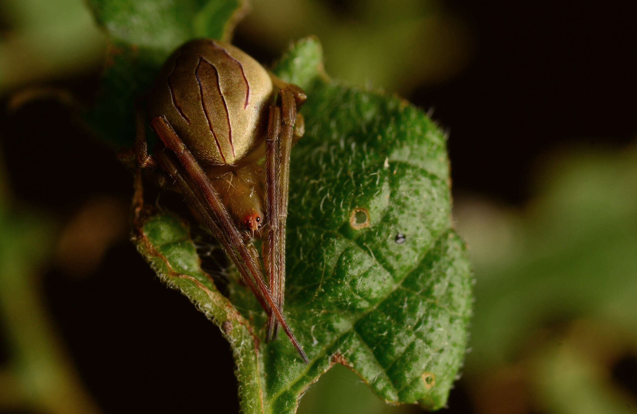 Imagem de Acacesia hamata (Hentz 1847)