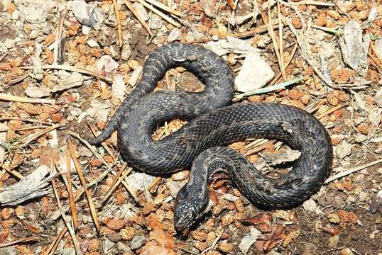 صورة Vipera seoanei seoanei Lataste 1879