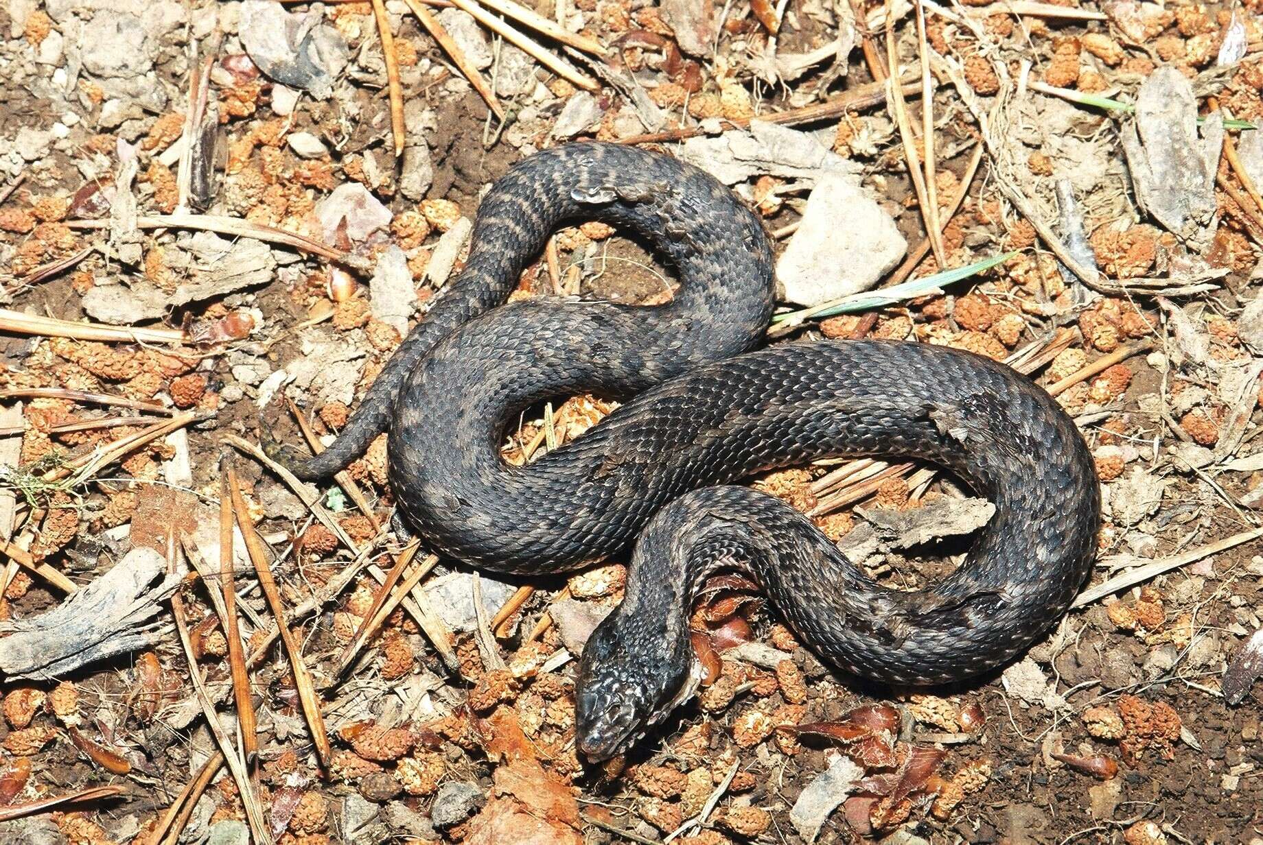 Image of Vipera seoanei seoanei Lataste 1879