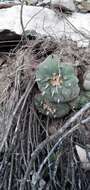 Image of Peyote