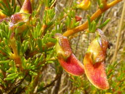 Image of Aspalathus arida subsp. procumbens (E. Mey.) R. Dahlgren