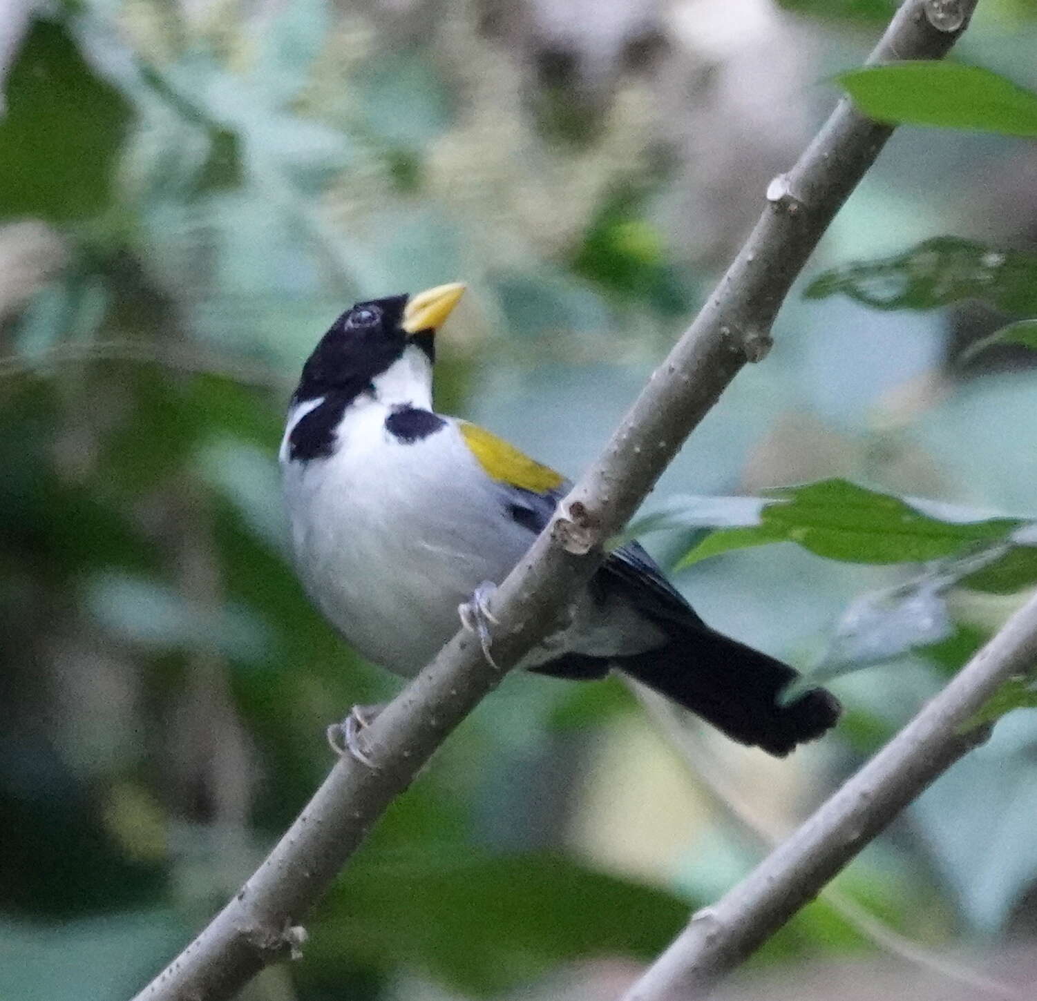 Image of Golden-winged Sparrow