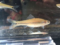 Image of Bullhead Minnow