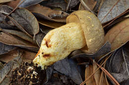 Image of Retiboletus vinaceipes B. Ortiz, Lodge & T. J. Baroni 2007