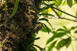 Image of Yellow-throated Apalis