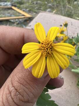 Image of Coreopsis queretarensis B. L. Turner