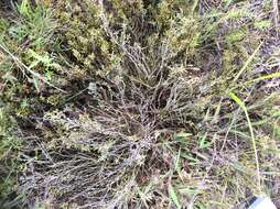 Image of woolly beachheather