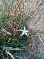 Imagem de Dianthus volgicus Juzepczuk