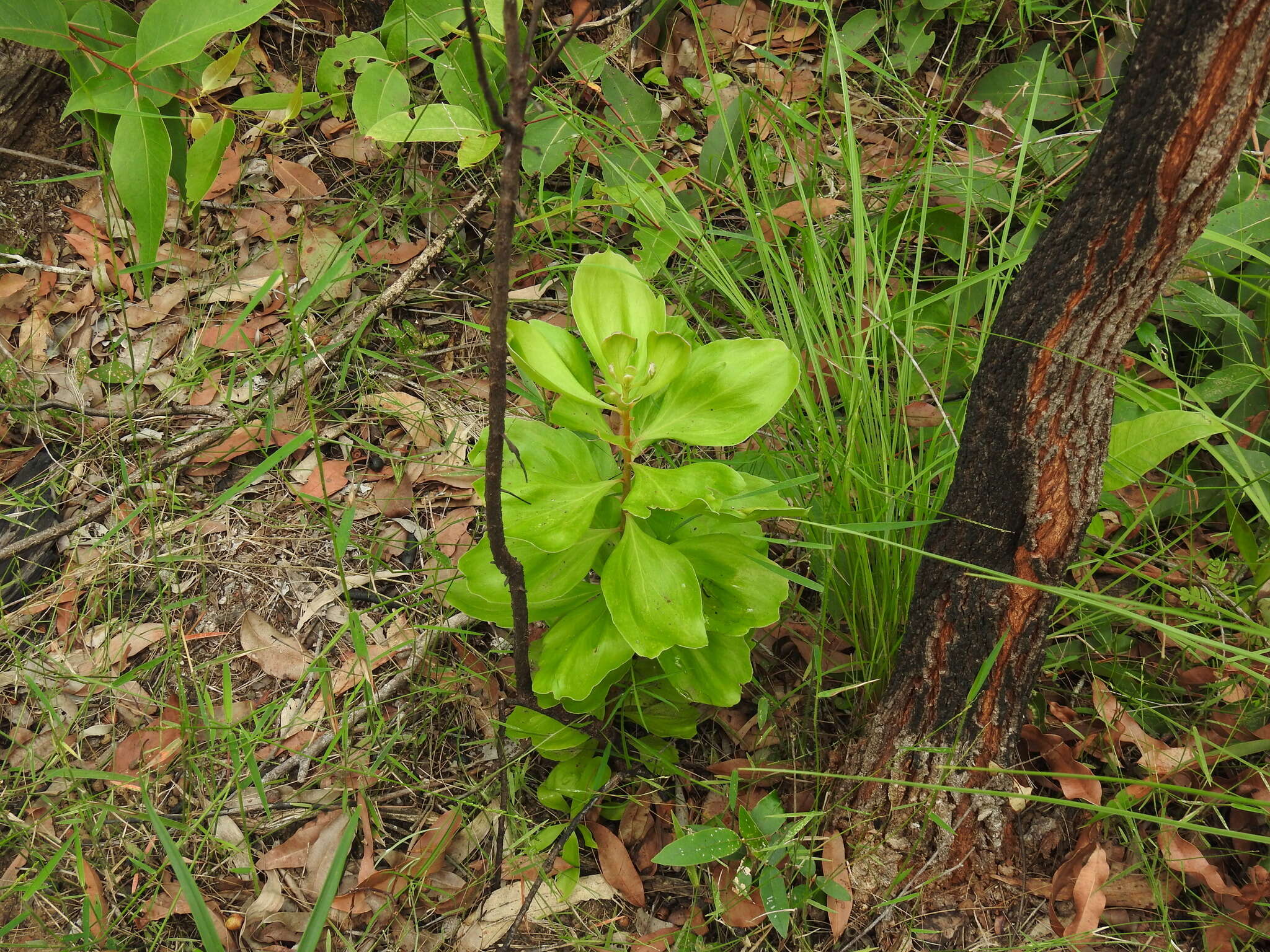 Image of Persoonia cornifolia A. Cunn. ex R. Br.