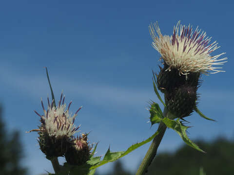 Image of Cirsium erucagineum DC.