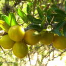 Image of Castela coccinea Griseb.