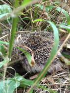 Image of hedgehog