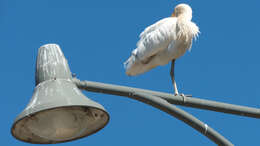 Imagem de Platalea flavipes Gould 1838