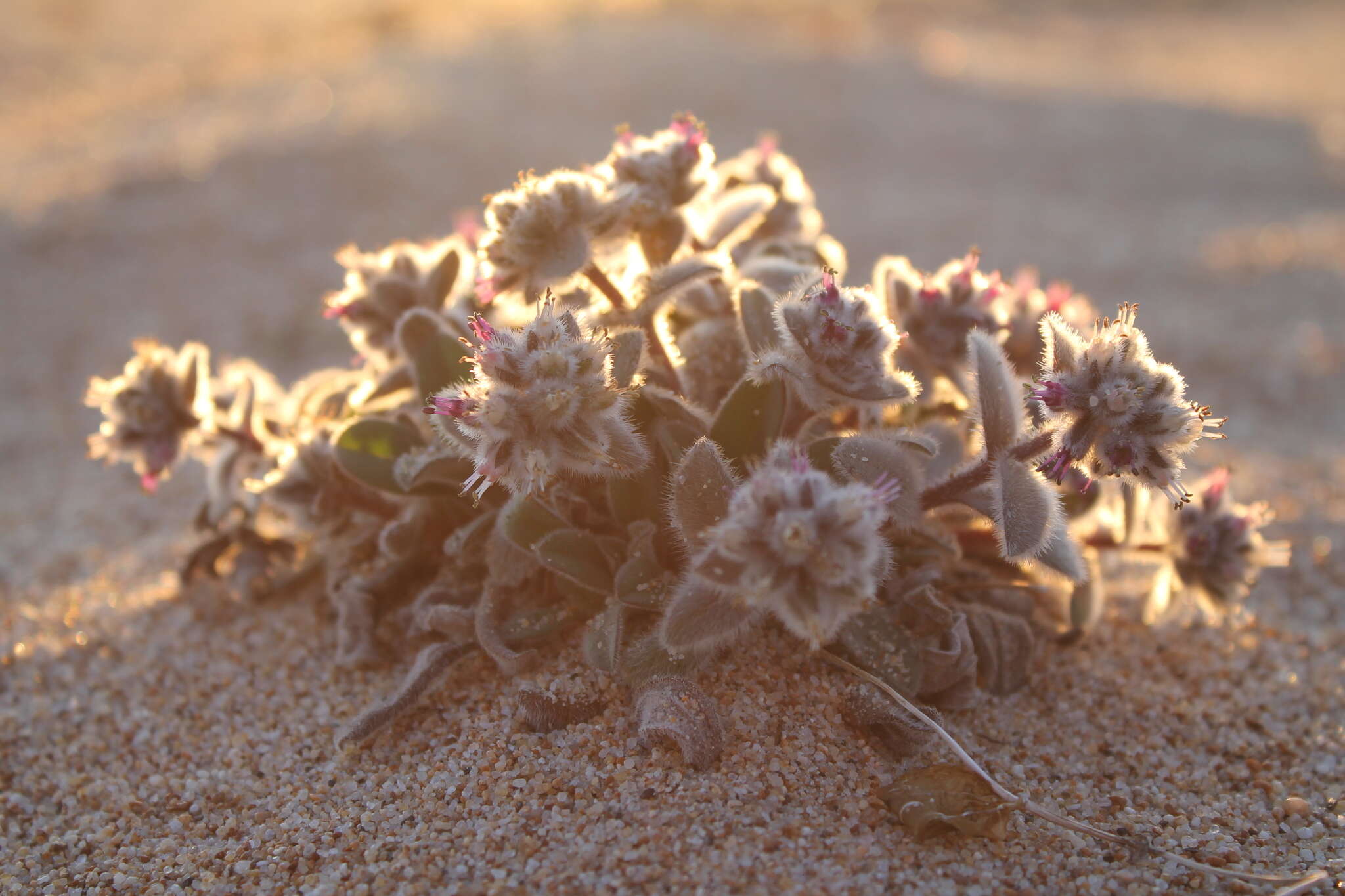 Слика од Craniospermum subvillosum Lehm.