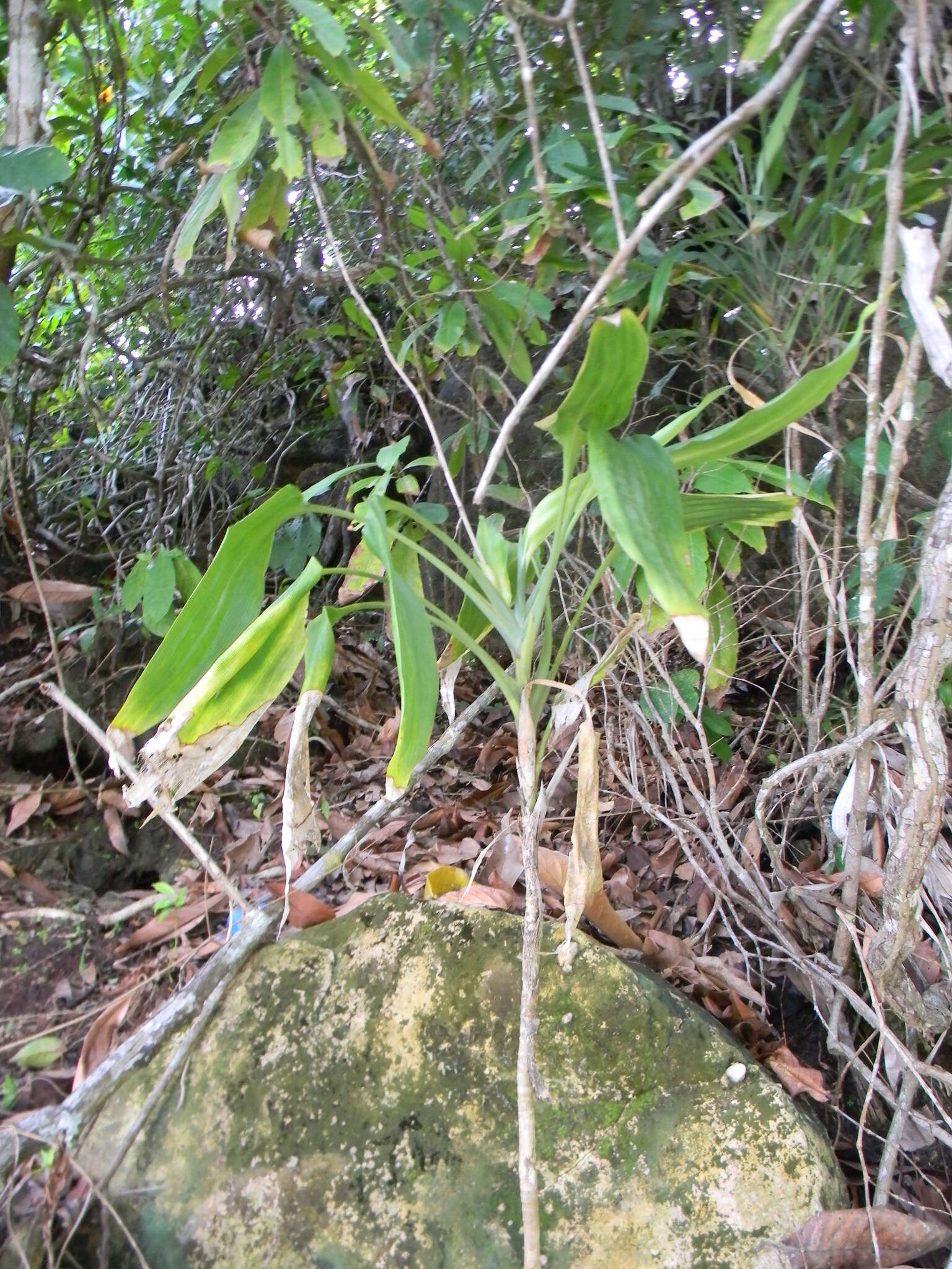 Image of Dracaena aubryana Brongn. ex É. Morren