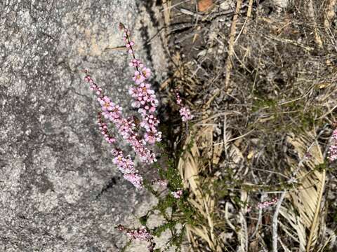 Image of Babingtonia camphorosmae (Endl.) Lindl.