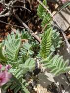 Image of Mountain Kidney Vetch