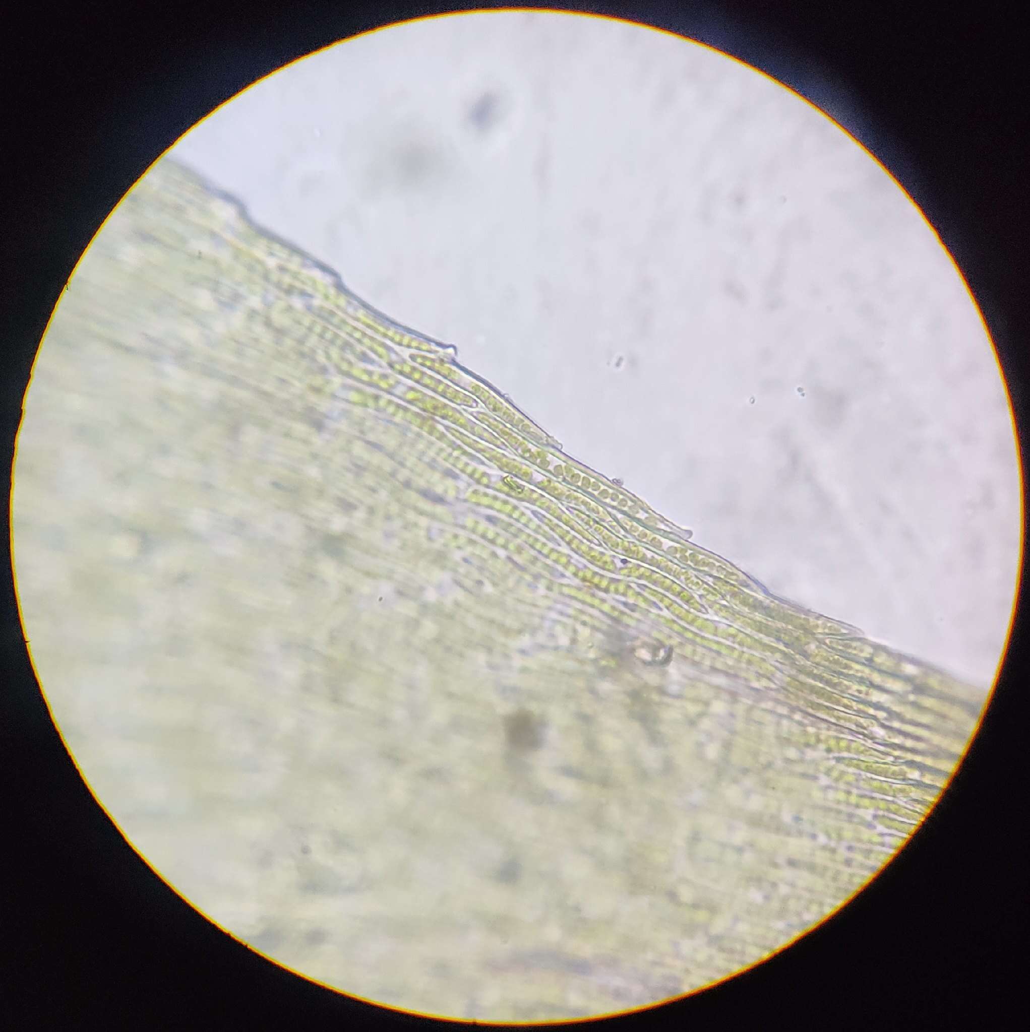 Image of herzogiella moss