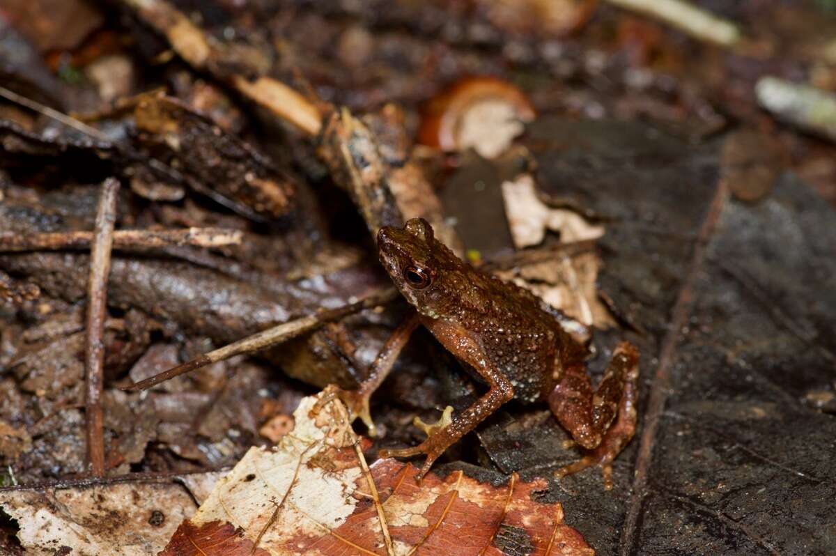 Image of Kadamaian Stream Toad