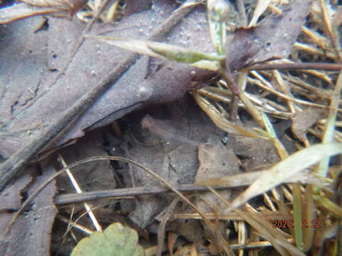 Image of Neglected Fairy Shrimp