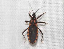 Plancia ëd Homalocoris erythrogaster Maldonado & Santiago-Blay 1991