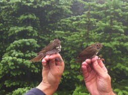 Image of Bicknell's thrush