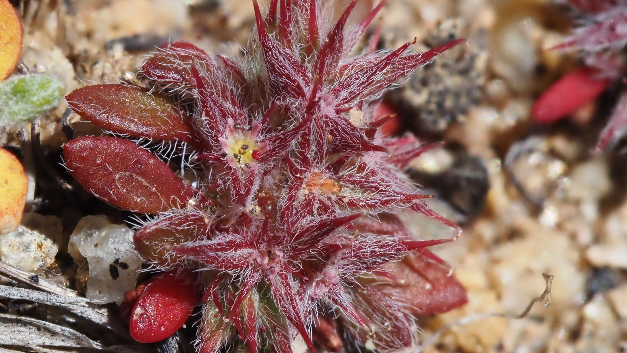 Image of knotweed spineflower