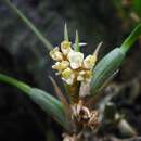 Слика од Maxillaria neglecta (Schltr.) L. O. Williams