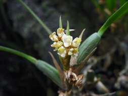 Image of Maxillaria neglecta (Schltr.) L. O. Williams