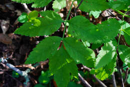 Angelica californica Jeps. resmi