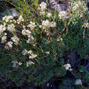 Image of White Mountain saxifrage