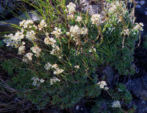 Image of White Mountain saxifrage