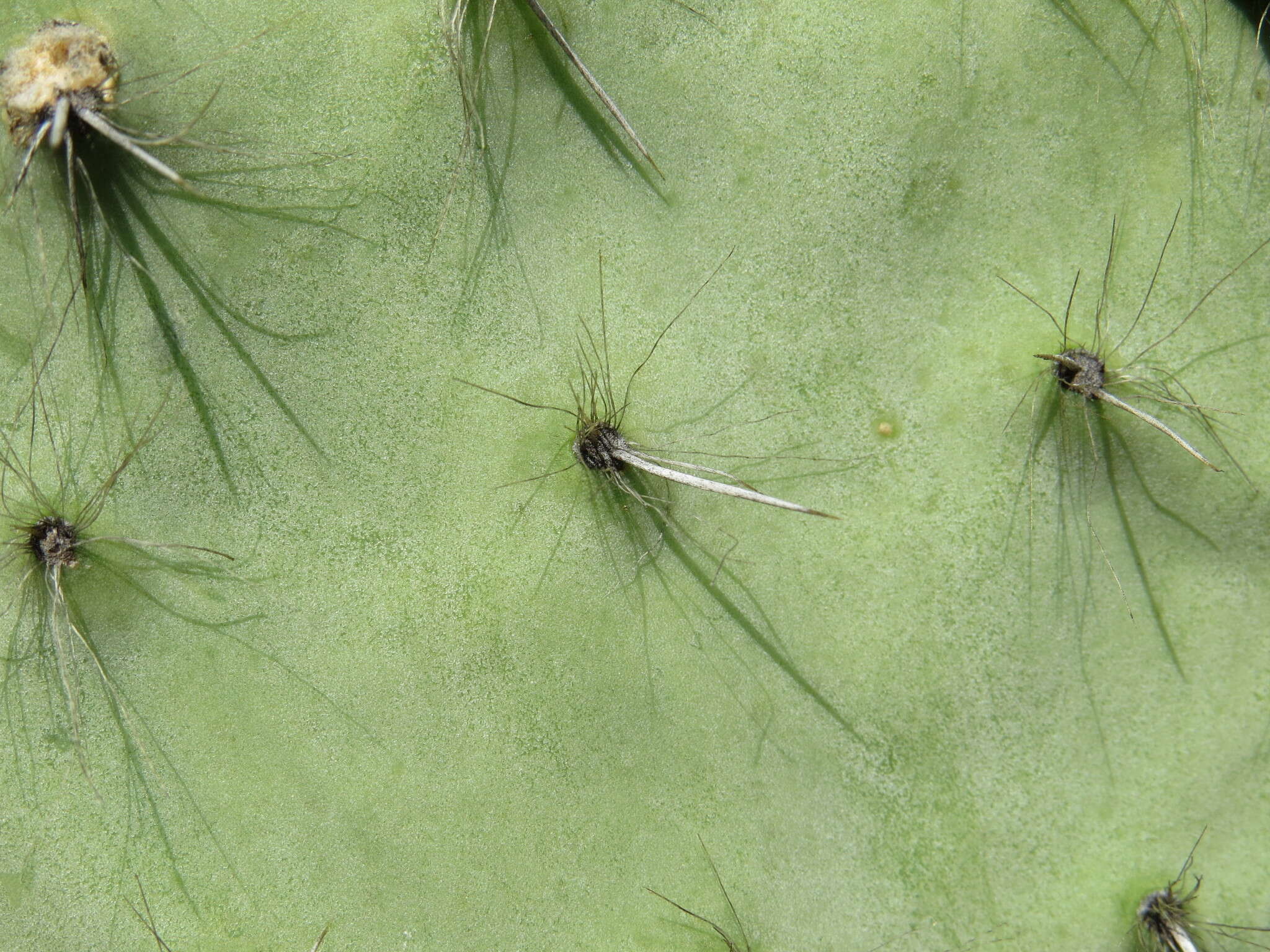 Image of Opuntia pilifera F. A. C. Weber